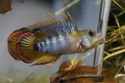 变化中的印加鹦鹉公鱼 - 短鲷媚舞 - cta南美水族