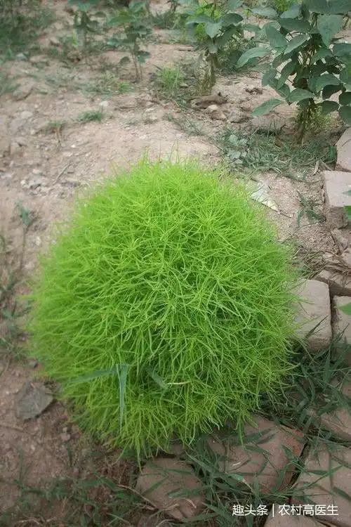 农村常见的黄金菜清热解毒利尿通淋还可除皮肤外湿痒