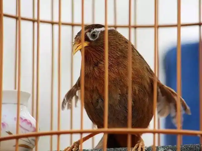 什么是画眉的"独独句"或"拉排叫" ?