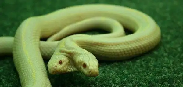 图看全球各地罕见的变异双头蛇, 上天忘了多给它们一个身体