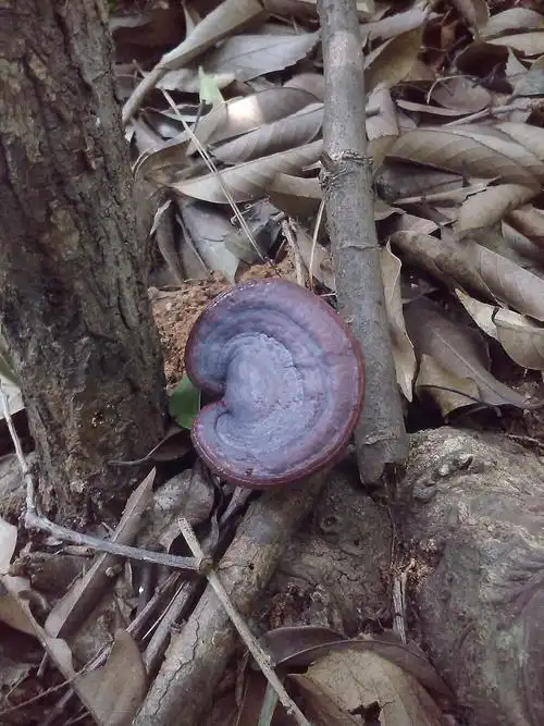 野生灵芝,4～5厘米有收购的吗?价格多少?