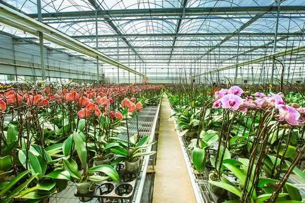 园林花卉大棚种植方法(园林花卉的种植形式)-措必培
