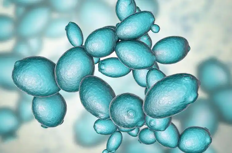 头条专栏酿酒酵母 酵母是经典的模式生物,细胞分裂,生命衰老,人类疾病