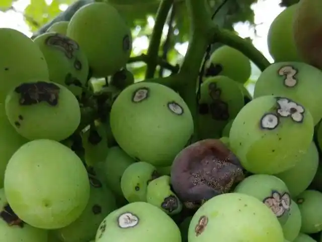 葡萄果粒上3种病害,不容易辨识,高清图谱解析,让您一看就懂