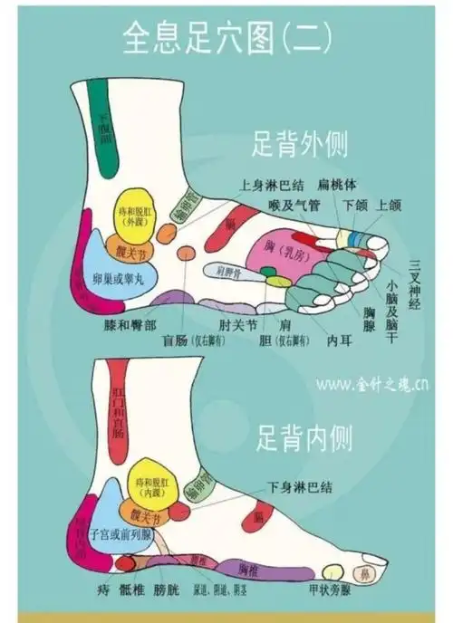 足内侧反射区一一脊柱/髋关节