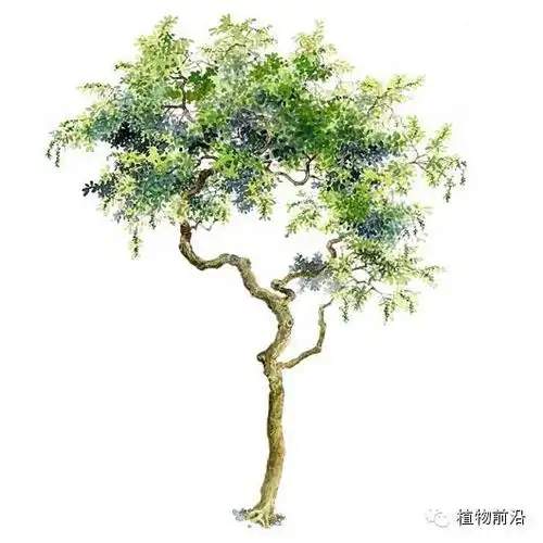 快来认树了101种带名字的手绘植物立面图