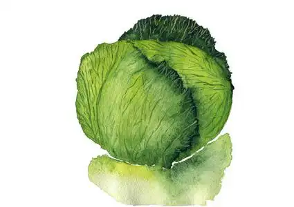 手绘卷心菜图片
