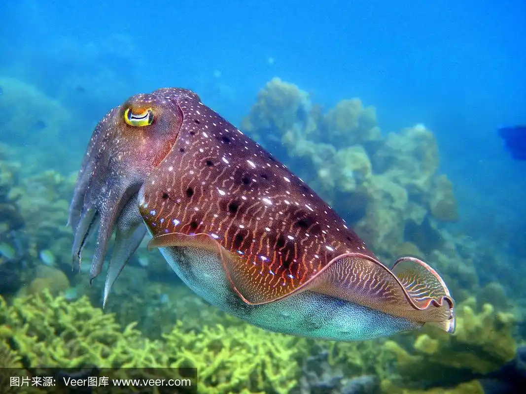 墨鱼,亚洲,海洋生命,图像,海洋