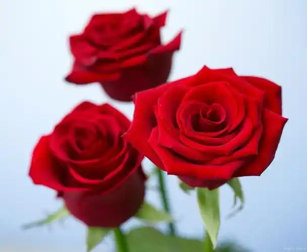 本文将探讨玫瑰花的颜色种类,从基本的红色到稀有的紫色,以及它们所