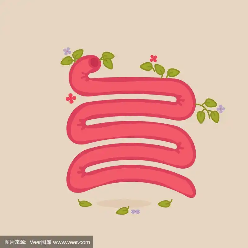 小肠矢量图