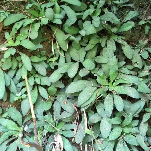 地胆草 白花地胆头,白背草,白背子,鲜货