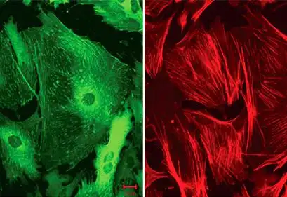 一体化细胞免疫荧光技术介绍