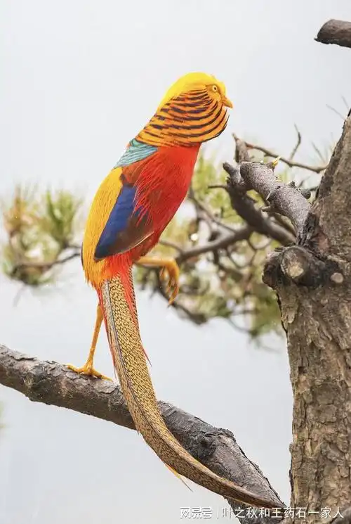 来吧,我们一起吟诗作对,歌唱漂亮的鸟儿.山光悦鸟性,潭影空人心.