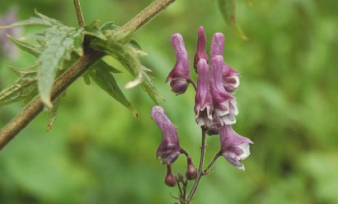 川乌:是毒也是药