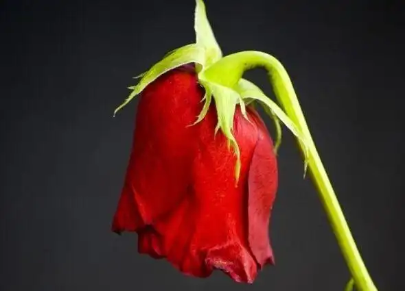 《凋零的花》朗诵:依作缘作者:烟雨苍茫