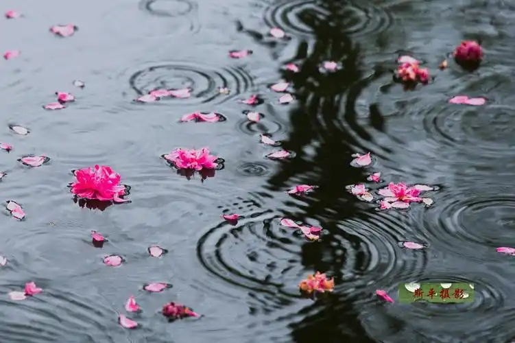 落花流水恨无情