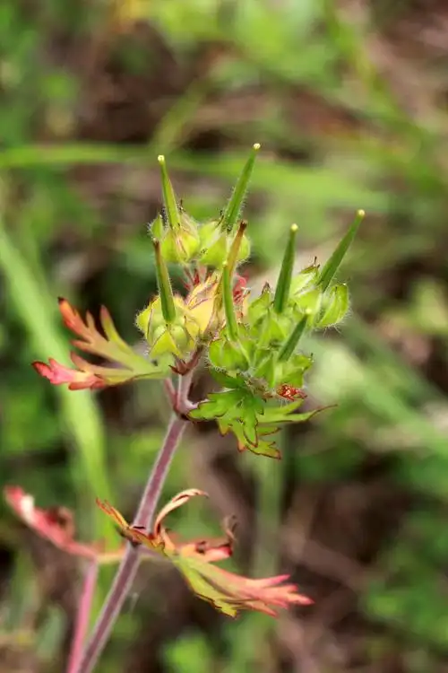 野老鹳草牻牛儿苗科老鹳草属