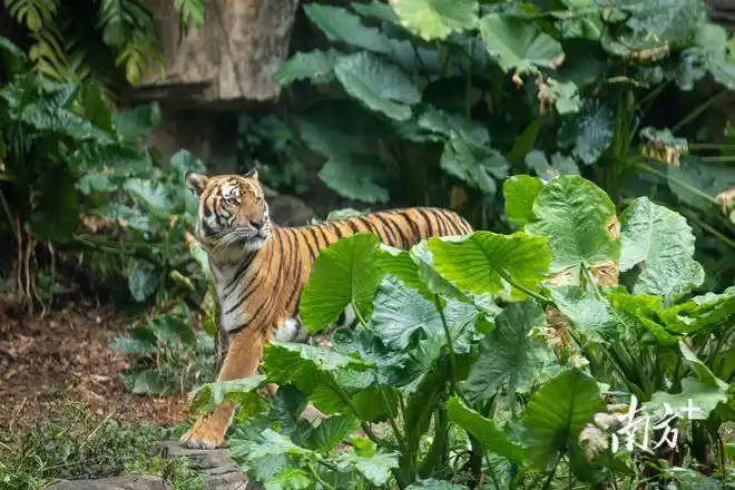 虎年沾虎气广州动物园老虎成了人气王