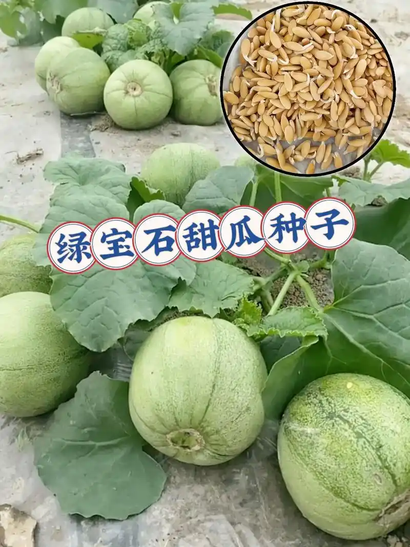 绿宝石甜瓜 种子来啦!喜欢吃甜瓜的家人们,可以选择这款绿宝 - 兑音