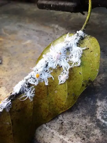 在什么树上出现多?