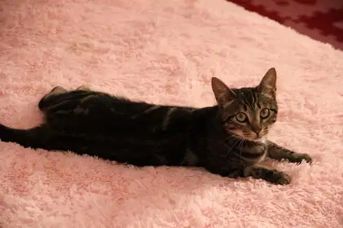 1岁经典纹黑狸妹妹找领养