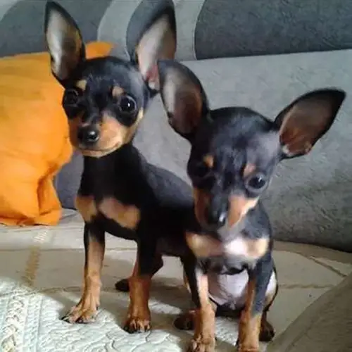 出售纯种小鹿犬宠物狗活体犬小型犬家养狗狗迷你型小鹿犬幼崽狗