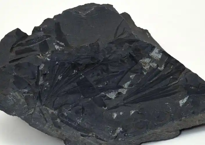 植物化石图片 - 第16张