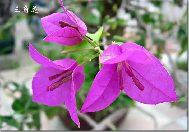 三角花多次开花法