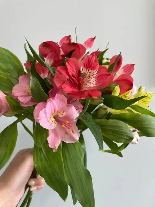 海盛试种六出花测试