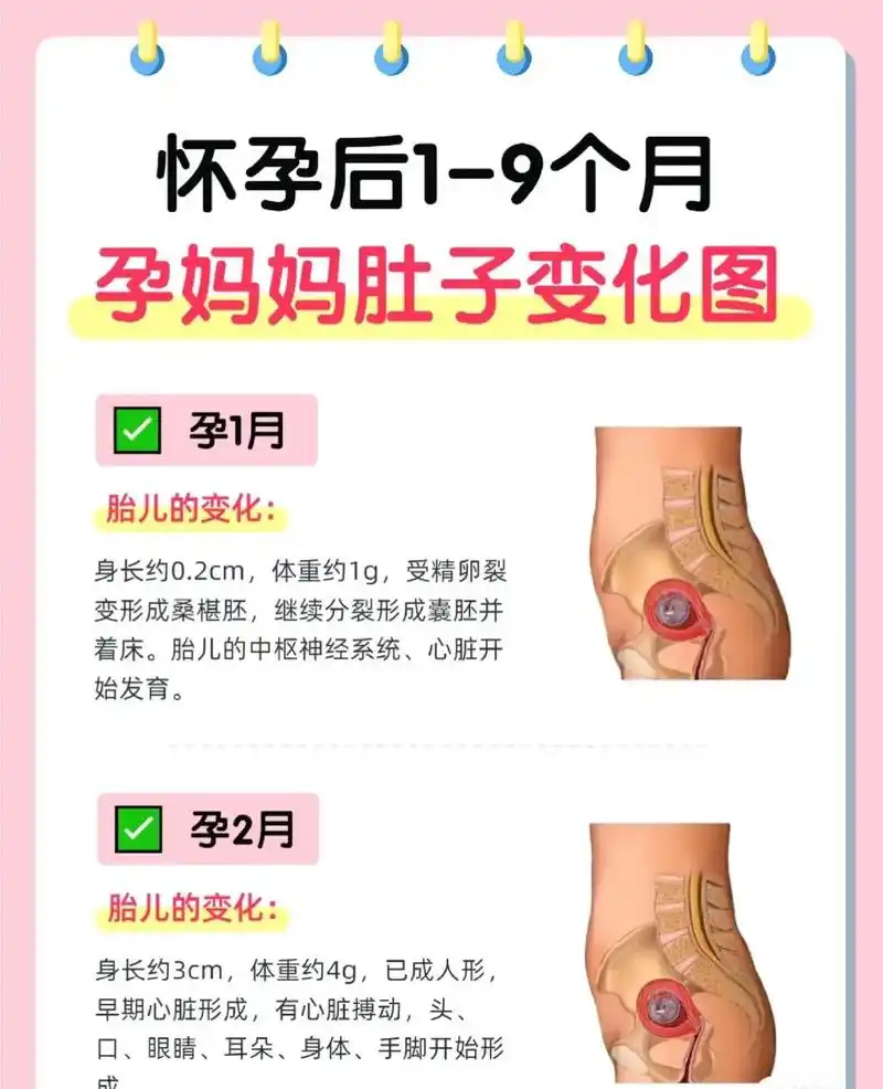 怀孕后1-9个月孕妈妈肚子变化图#孕期知识 - 抖音