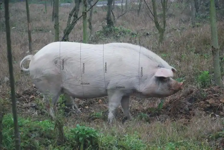 图忆|汶川地震十三周年:回忆未曾忘却 "猪"依然"坚强"