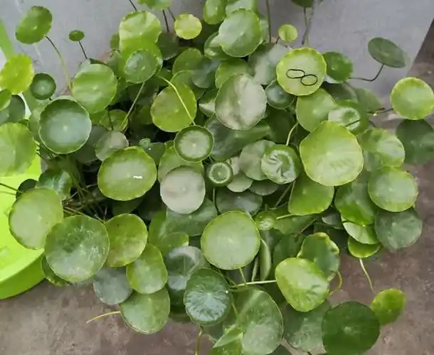 植物,但是当土壤中的养分变得稀少时,植株就会长势越来越瘦弱,叶子也