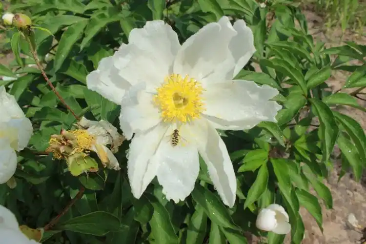 吉林向海一一一野生芍药