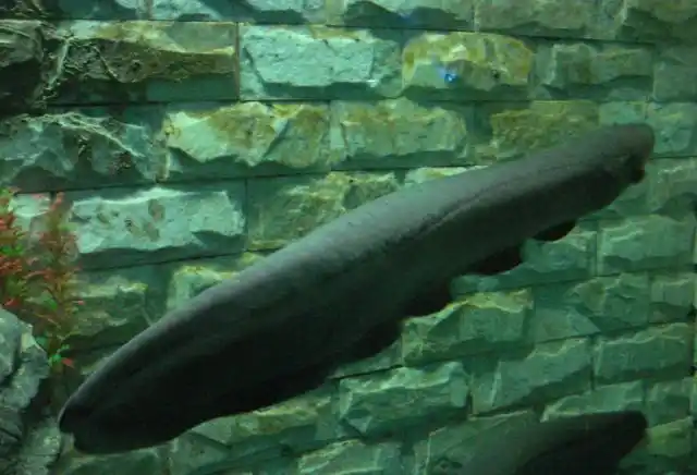 线翎电鳗又名黑魔鬼鱼,有攻击性喜欢夜行,全身漆黑如墨!