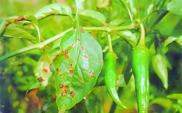 辣椒疮痂病对果实危害大,及时发现,合理用药能控制