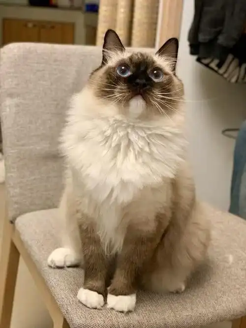 网友感觉买到假的布偶猫 随口一问 第一次大家都买的"假的"