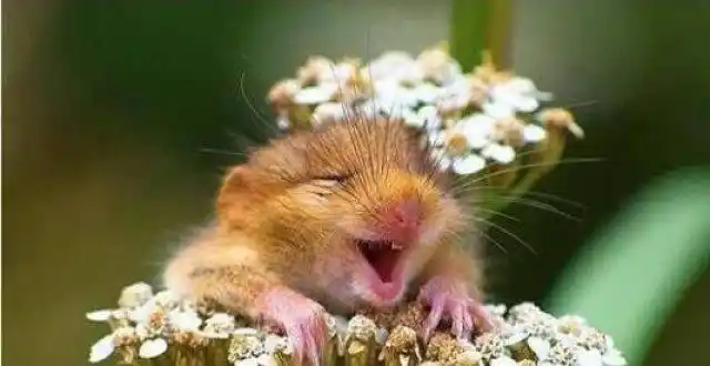 15张动物萌笑图带你领略自然界快乐,开心迎接每一天!