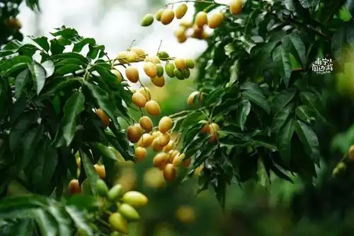 南宁这村子500多亩黄皮果熟啦!金色花海,欧洲小镇…周末赶紧去玩!