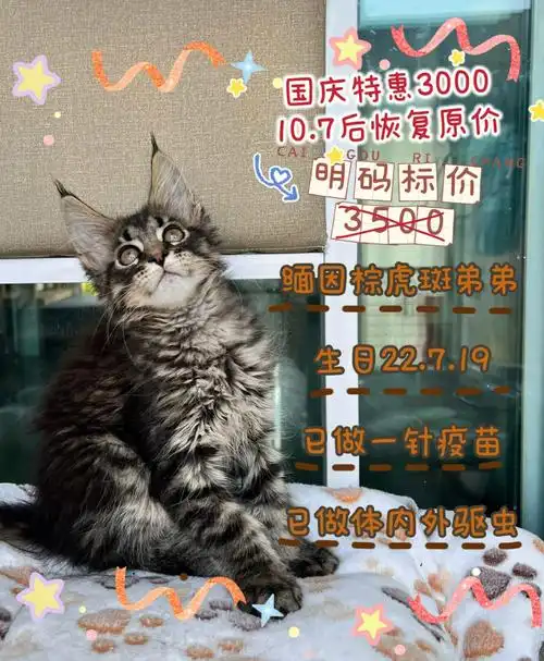 棕虎斑缅因猫  #缅因猫保障15天猫瘟腹膜炎上海优先,上海地区可上家