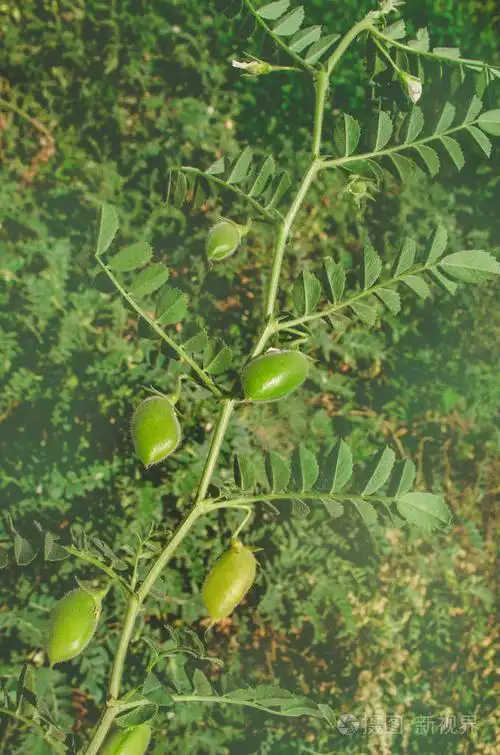 鹰嘴豆绿的植物.绿鹰嘴田.cicer arietinum 绿荚