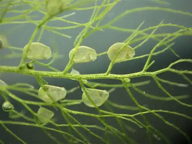 自然大马吃虫的水草黄花狸藻