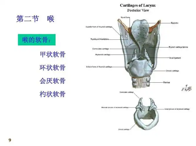 第二节 喉 喉的软骨: 甲状软骨 环状软骨 会厌软骨 杓状软骨