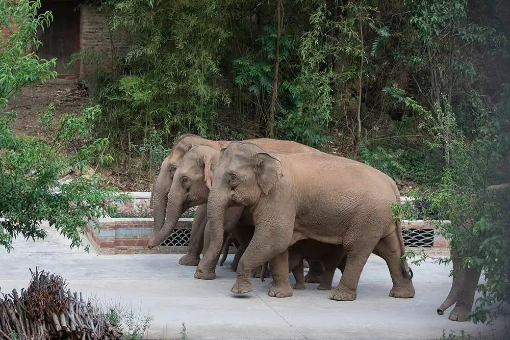 大象排着整齐的队伍前进.都市时报 孟祝斌 图