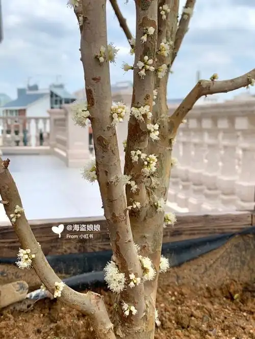 我的嘉宝果终于开花了08