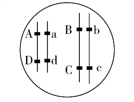 什么是等位基因 非等位基因~ 用图解释