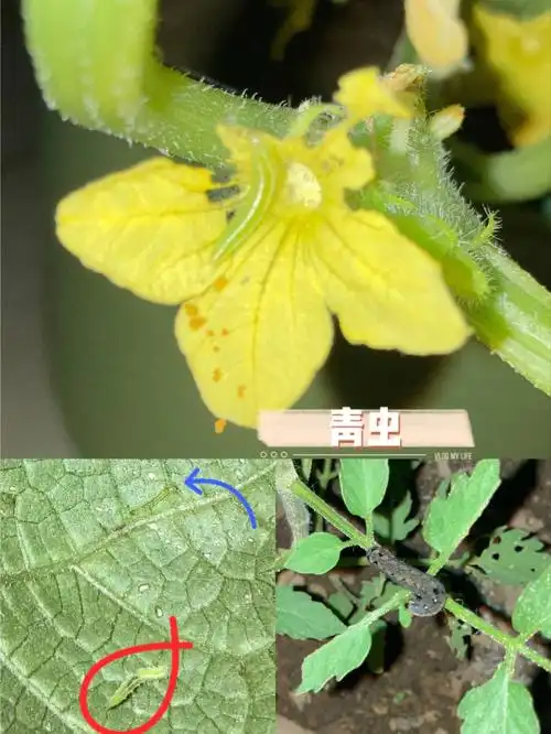 种植小环境,每家会不同,仅供参考.