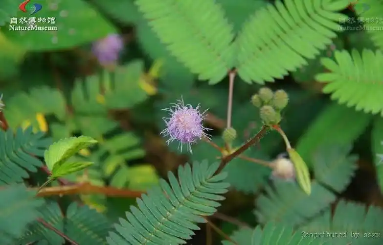 p>含羞草属(学名:mimosa linn.