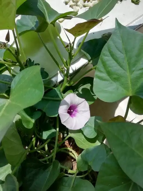 我的红薯开花了