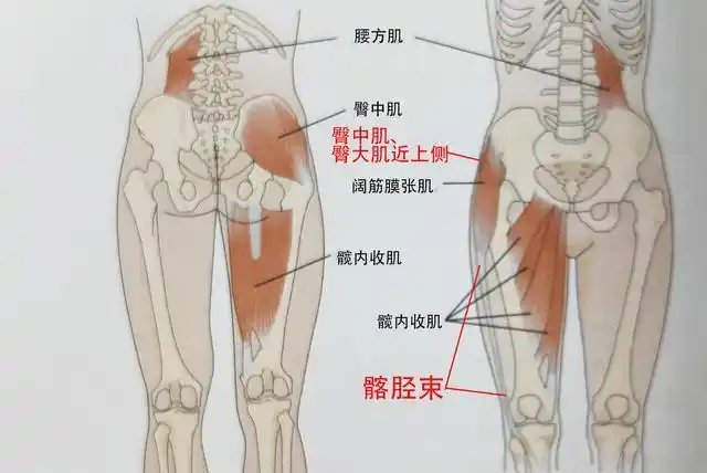 臀中肌力弱:与髂胫束连接的阔筋膜张肌和与股骨连接的臀中肌都是外展