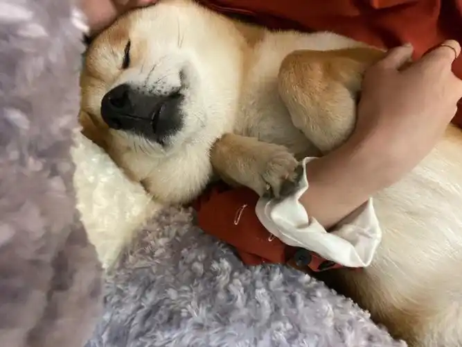 好喜欢抱着我的狗睡觉啊